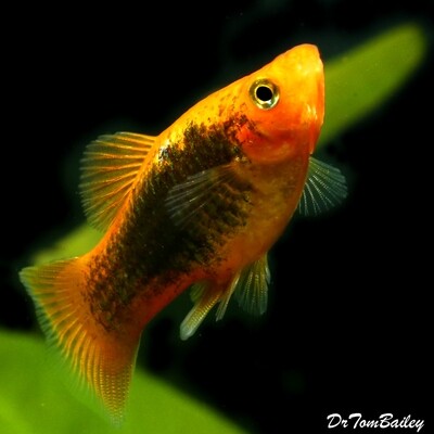 Premium New Sunburst Tuxedo Platy