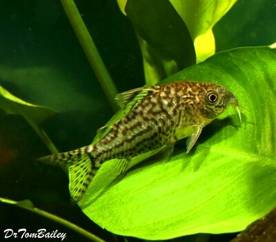 Premium WILD, Corydoras Sodalis