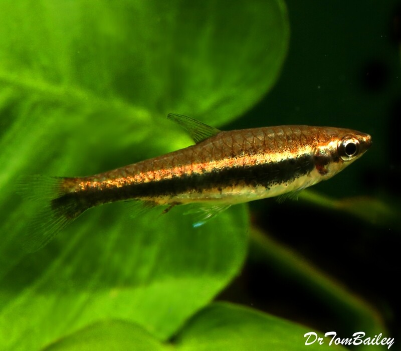 Premium Hockeystick Pencilfish, Nano Fish, Nannostomus eques