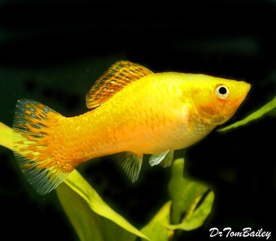 Premium FEMALE Creamsicle Sailfin Molly
