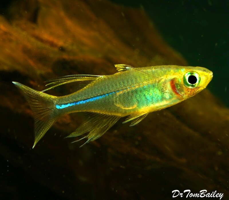 Premium Celebes Rainbow