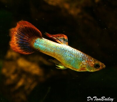 Premium MALE Pink Panther Fancy Guppy