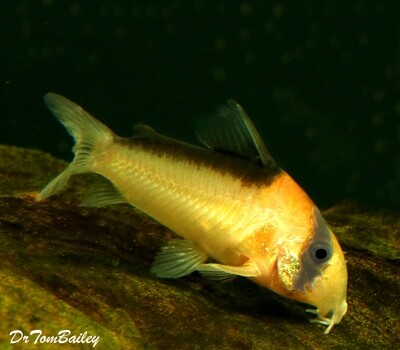 Premium WILD, Rare and New, Adolfoi Corydoras Catfish.