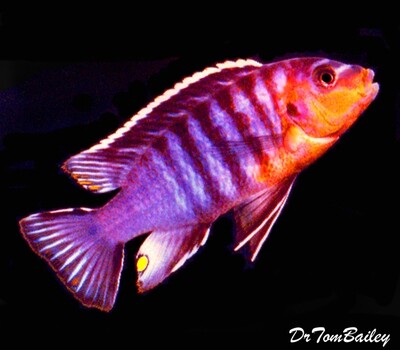 Premium Very Rare Lake Malawi Renati Mbuna Cichlid