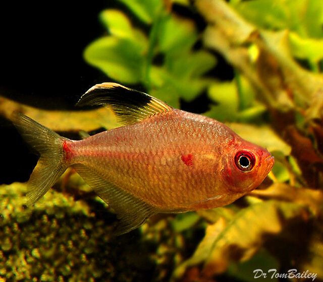 Premium Lesser Bleeding Heart Tetra, on SALE