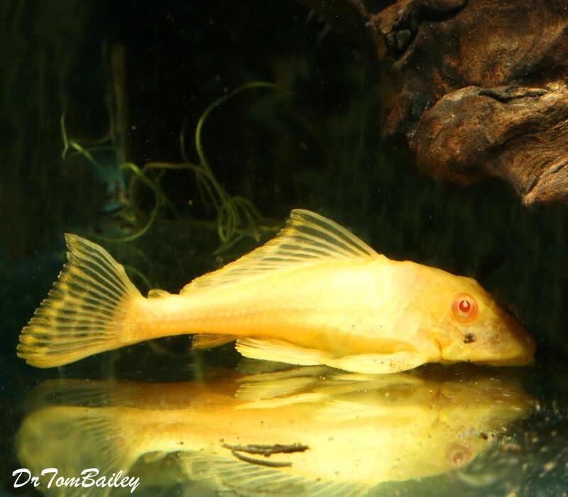 Premium Rare New, Red-Eye Albino Trinidad Pleco, on SALE