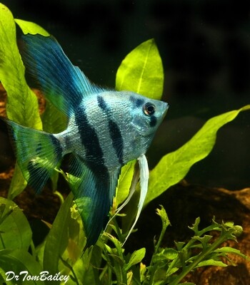 Premium Rare and New, Blue Pearlscale Angelfish