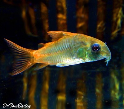 Premium WILD, Concolor Corydoras Catfish