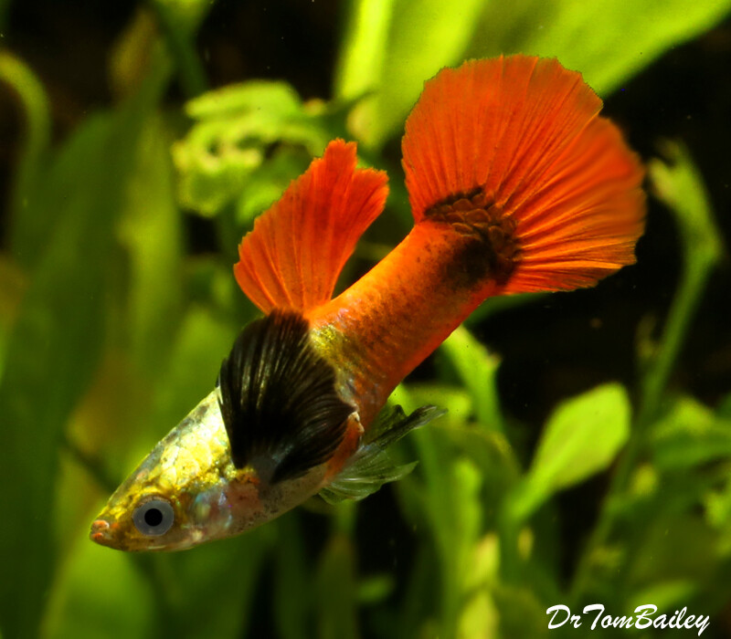 Premium New Rare MALE Red Tail Dumbo Ear Guppy, on SALE