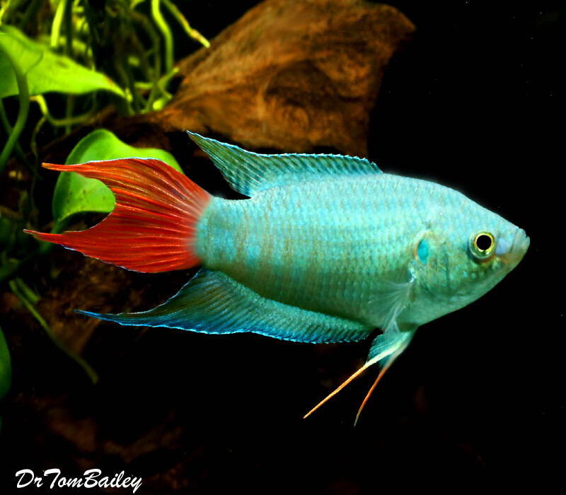 Premium Blue Paradise Fish