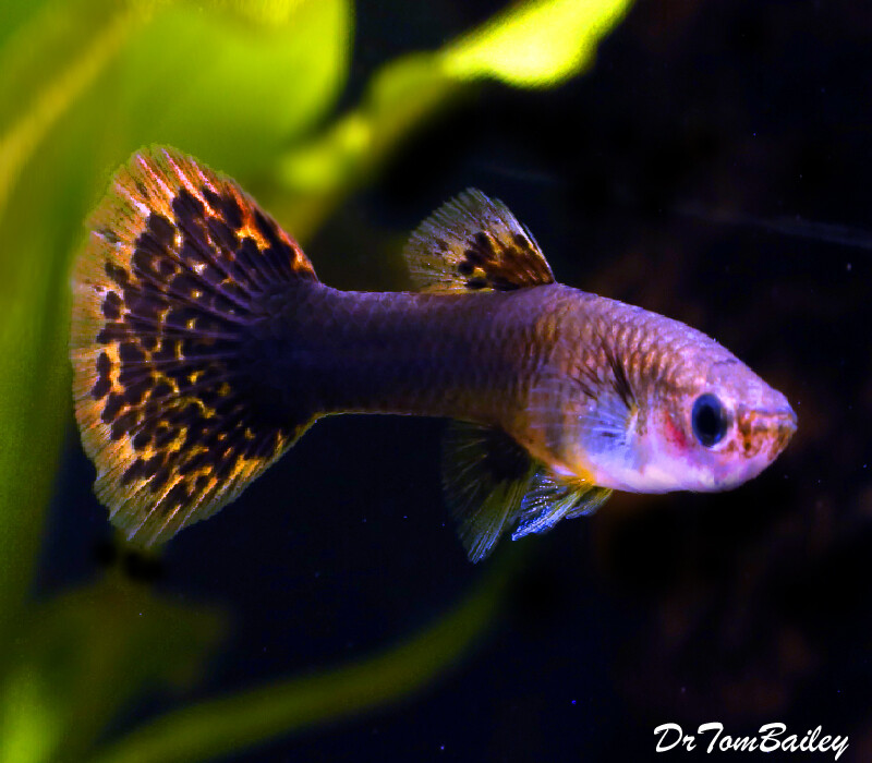 Premium New Rare, FEMALE Dumbo Ear Guppy