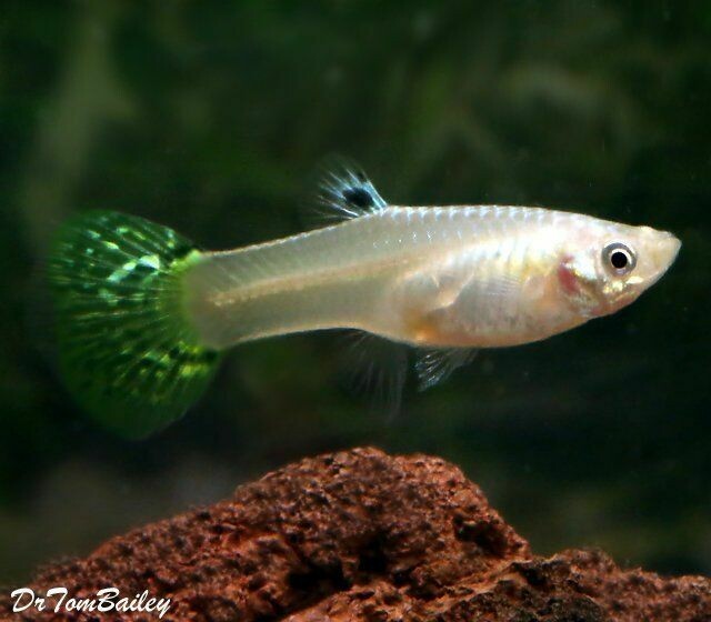 Premium FEMALE Green Variegated Fancy Guppy, on Sale