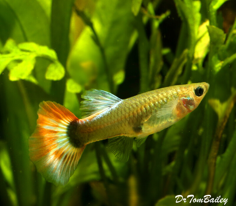 Premium New FEMALE Blue Diamond Fancy Guppy