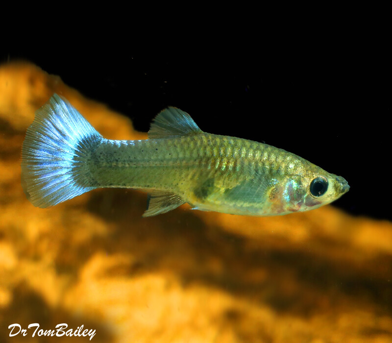 Premium New FEMALE Blue Delta Fancy Guppy