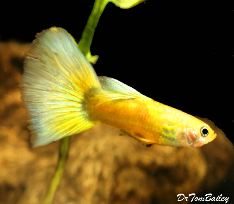 Premium New MALE Yellow Multicolor Fancy Guppy, on SALE