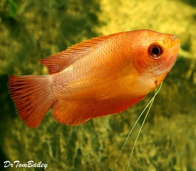 Premium Sunset Thick-Lipped Gourami, Trichogaster labiosa