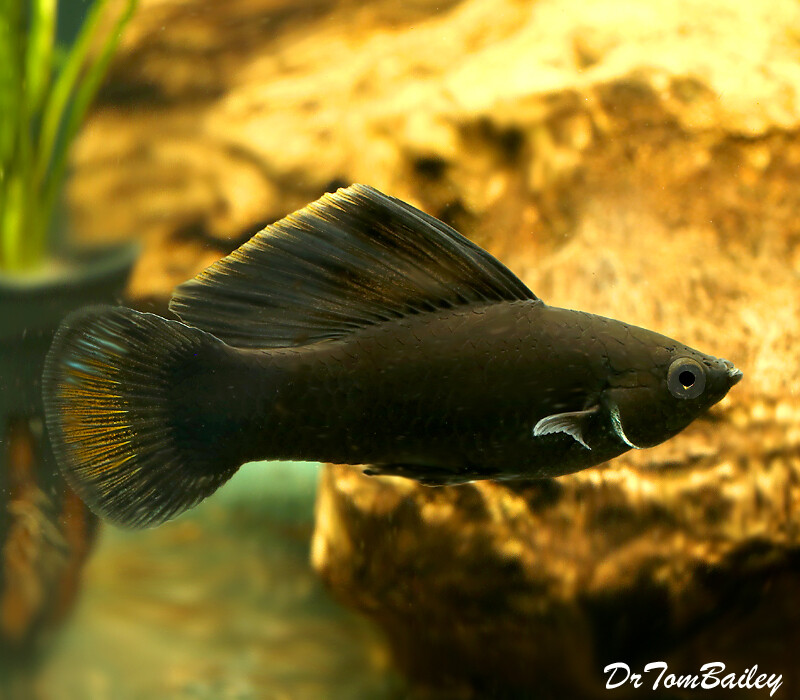 Premium MALE Black Sailfin Molly