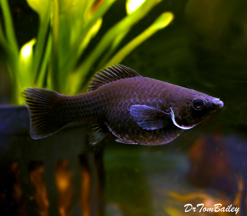 Premium FEMALE Black Sailfin Molly