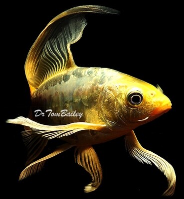 Premium Select Butterfly Koi