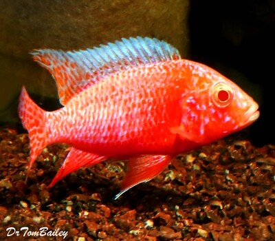 Premium WYSIWYG Lake Malawi Strawberry Peacock