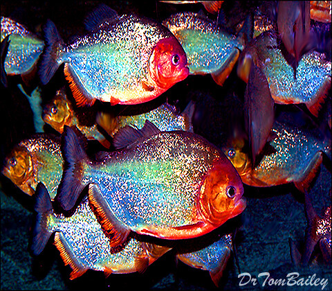 Premium Piranha, Tank Raised and very colorful