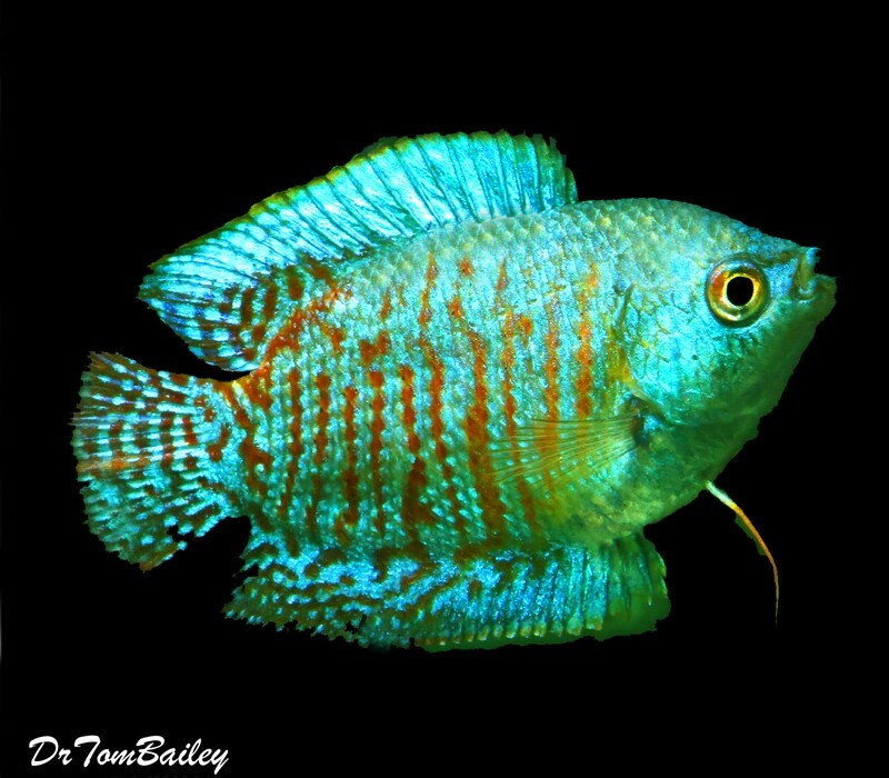 Premium Young MALE Neon Blue Dwarf Gourami