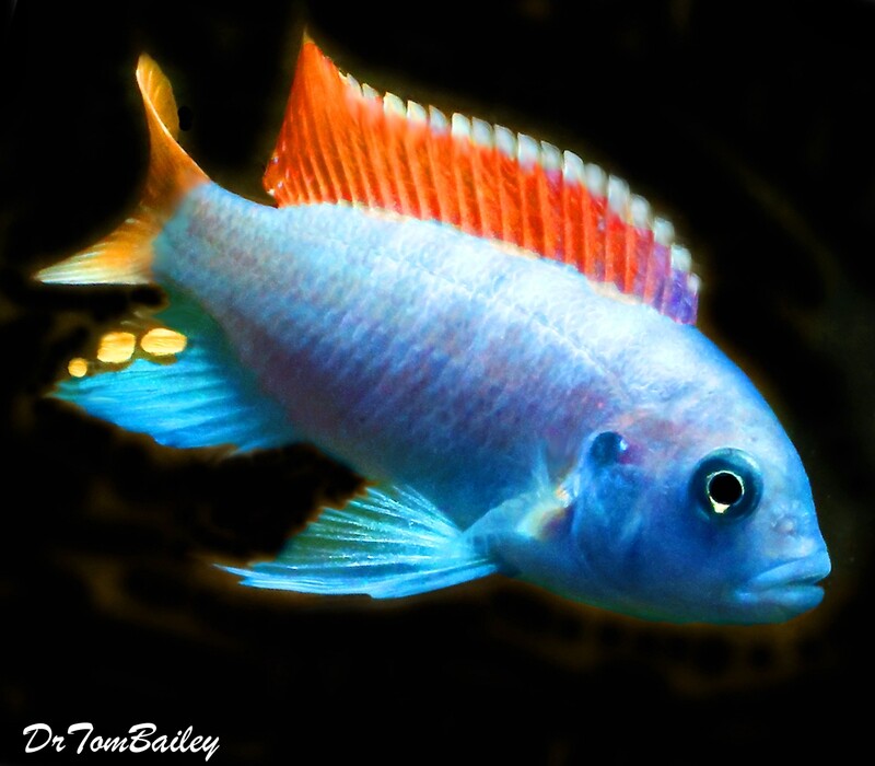 Premium Red Top Zebra Mbuna from Lake Malawi in Africa, on SALE