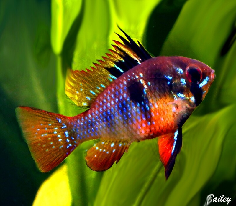 Premium Blue Ram Cichlid