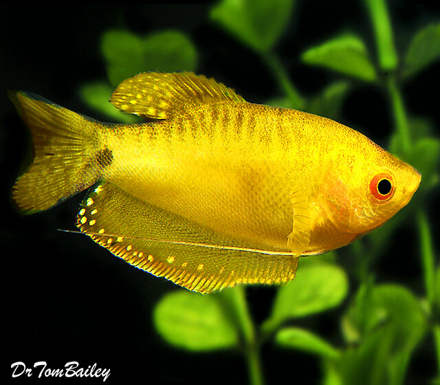 Premium Gold Gourami