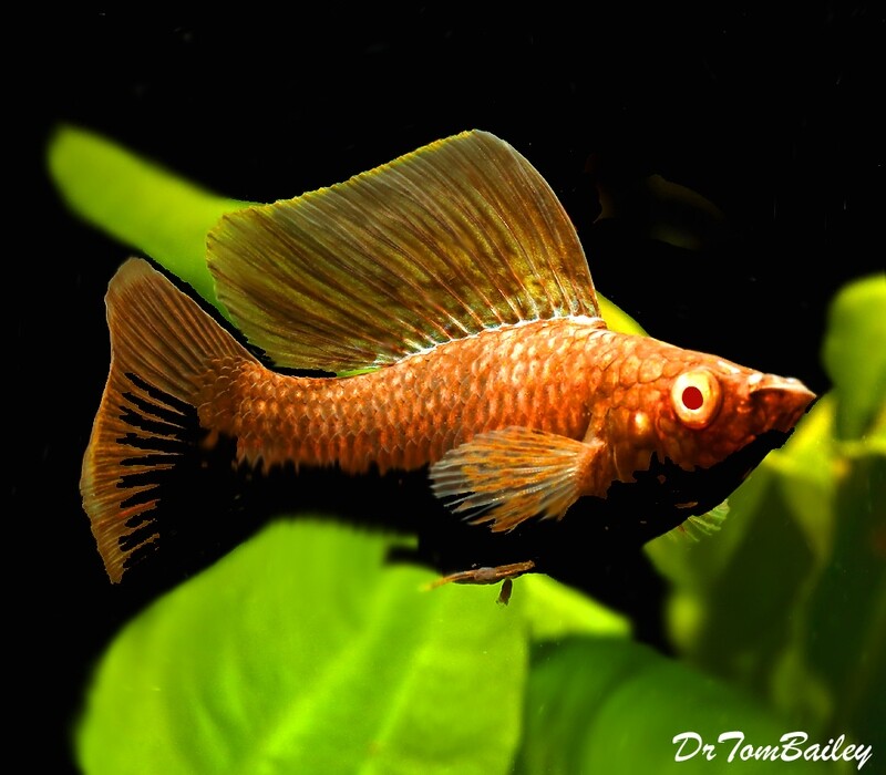 Premium, Rare, MALE Red Eye Dark Cocoa Sailfin Molly