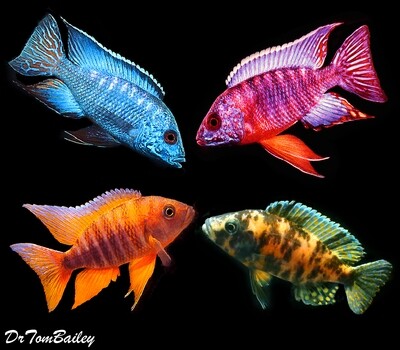Premium Assorted MALE Lake Malawi Peacocks