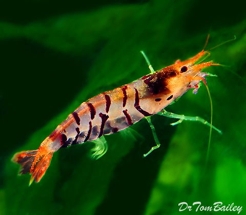 Premium Tiger Shrimp, on SALE