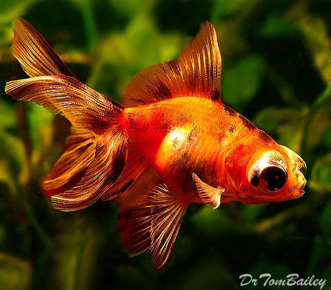 Premium Calico Telescope Goldfish