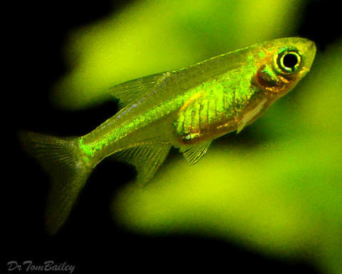 Premium Rare Neon Green Rasbora, Nano Fish