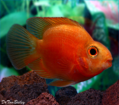 Persimmon Parrot Cichlid, only has one eye - SALE