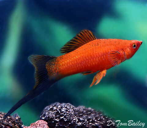 Premium MALE Red Wag Swordtail, Males Only