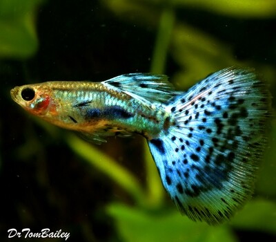 Premium, Rare, and New, MALE Blue Glimmer® Fancy Guppy