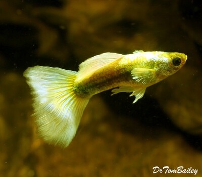 Premium MALE Mixed Color Platinum Guppy, on SALE