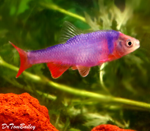 Premium New, Rainbow Dace