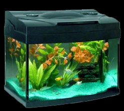 Fish for a 10-gallon Warm-Water Aquarium, Just Fish and Shrimps not the Aquarium or Decorations.