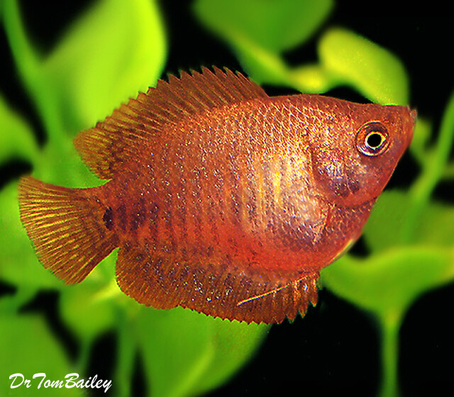 Premium FEMALE Young Fire Red Dwarf Gourami