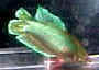 Premium FEMALE Natural Twin-Tail Green Betta Fish