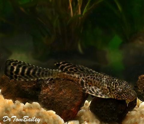 Premium Longfin Pleco