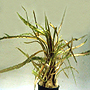 Premium Cryptocoryne Retrospiralis, Potted Plant