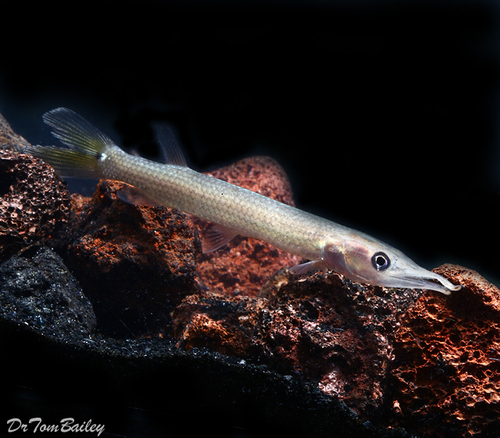 Premium Freshwater Silver Hujeta Gar Fish