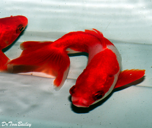 Premium Red Wakin Goldfish