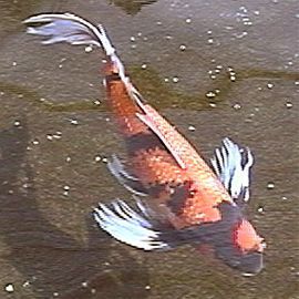 Premium Assorted Butterfly Koi