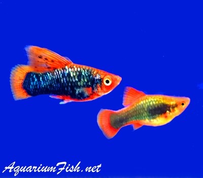 Premium Black Hifin Variatus Platy Female