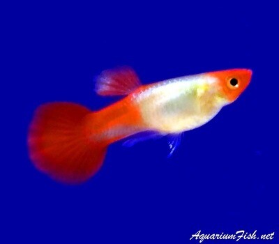 Premium MALE, New and Rare, Rummynose Fancy Guppy