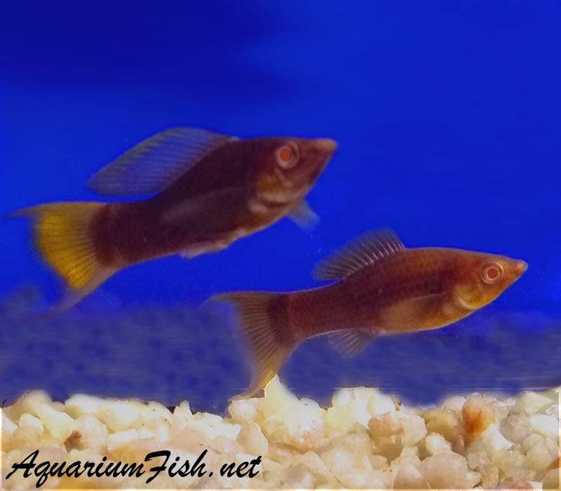 Premium, New and Rare, Cocoa Red Eye Lyretail Molly